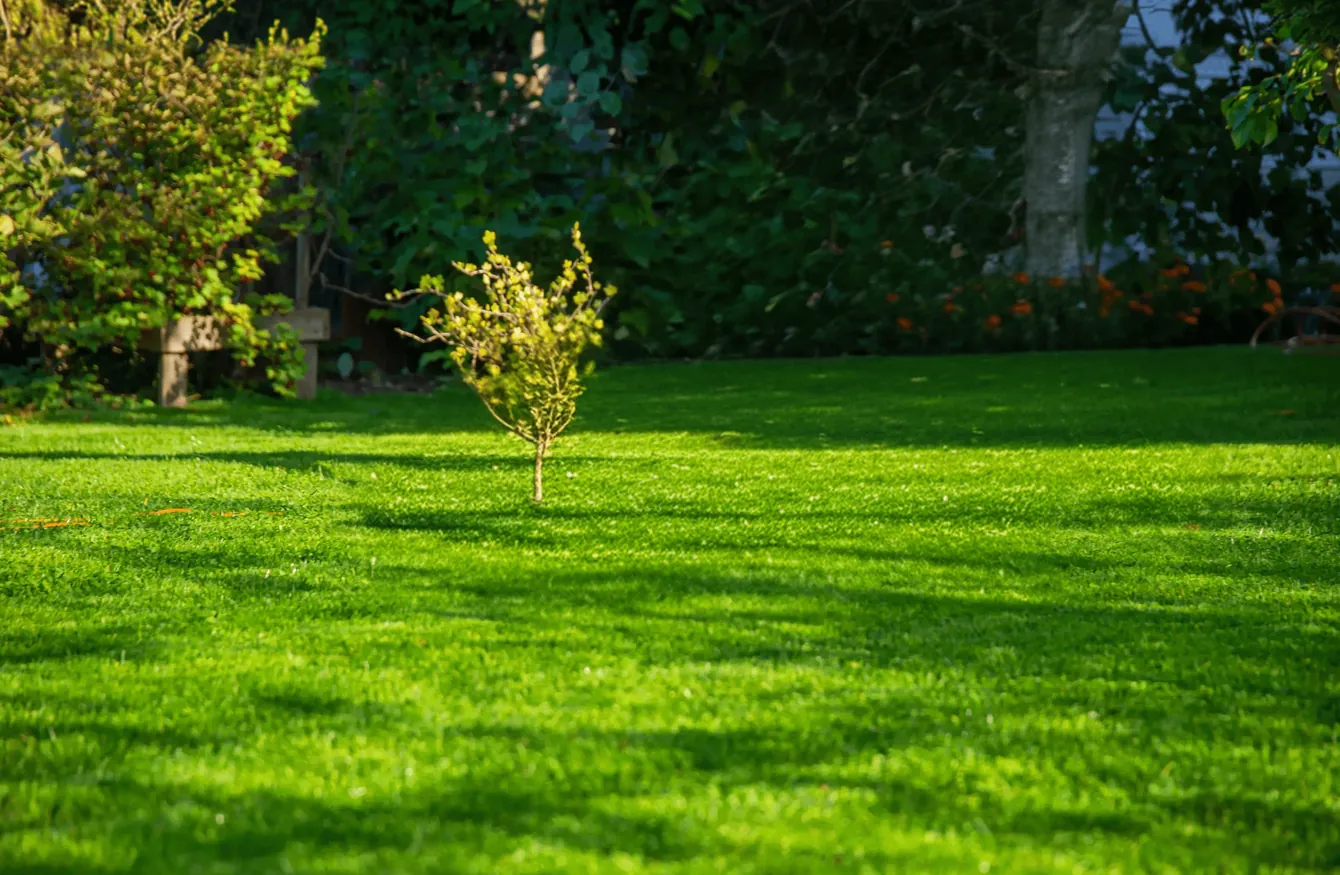A young tree on a wide green lawn