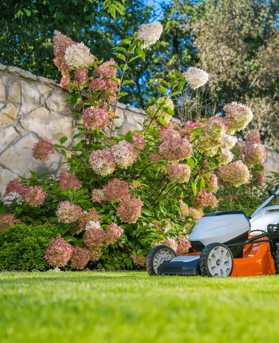 A lawn mower on the grass in front of flowering hydrangeas