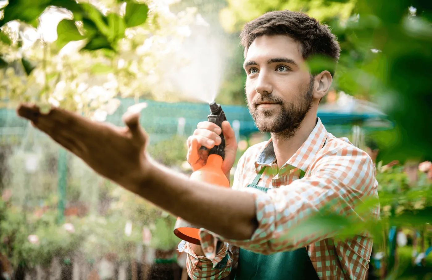 A gardener spraying plants in a greenhouse