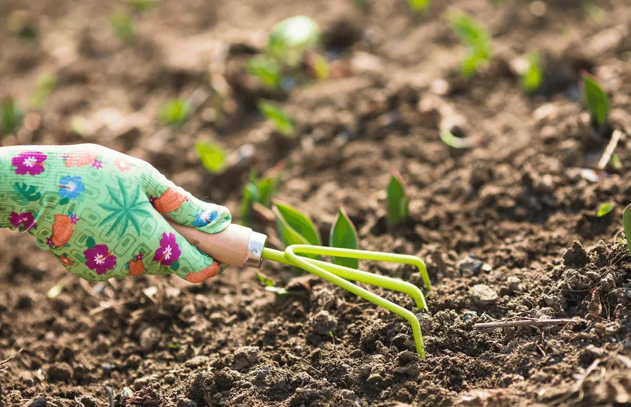 A gloved hand working the soil with a hand rake