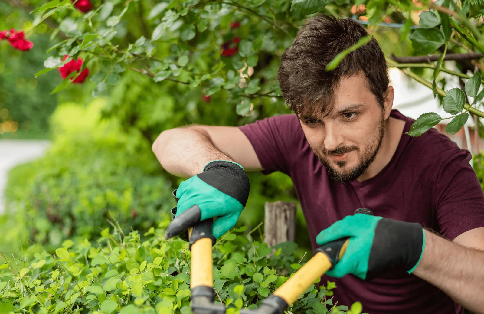 A gardener pruning shrubs with long shears