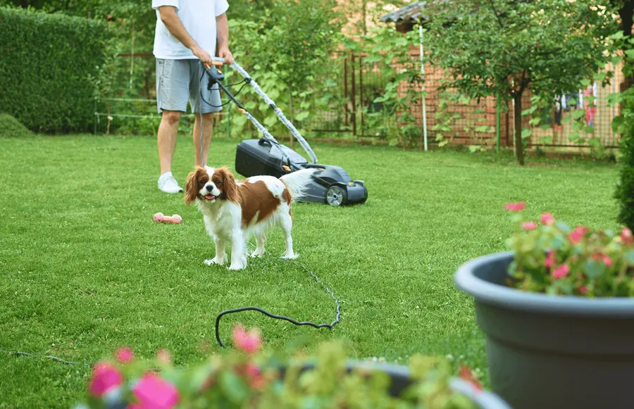 A dog beside a lawn mower in the garden