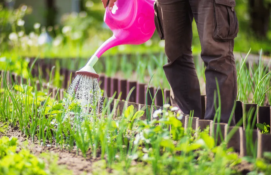 Watering young plants with a pink watering can