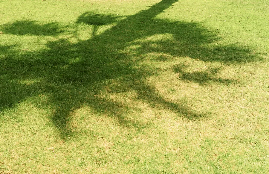 The shadow of a tree on a sunlit lawn