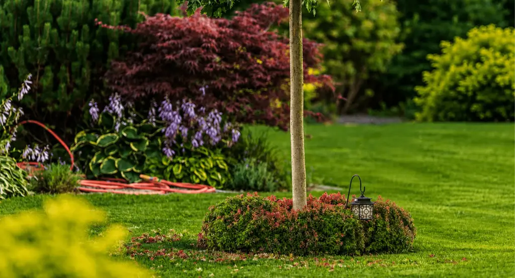 A planted bed under a maple with a cut lawn, after