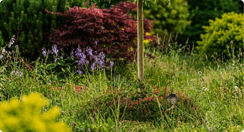 The same bed overgrown with long grass, before