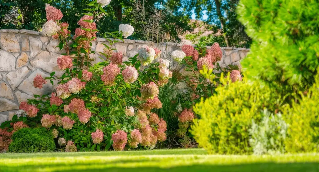 Hydrangeas over a stone wall with a trimmed lawn, after