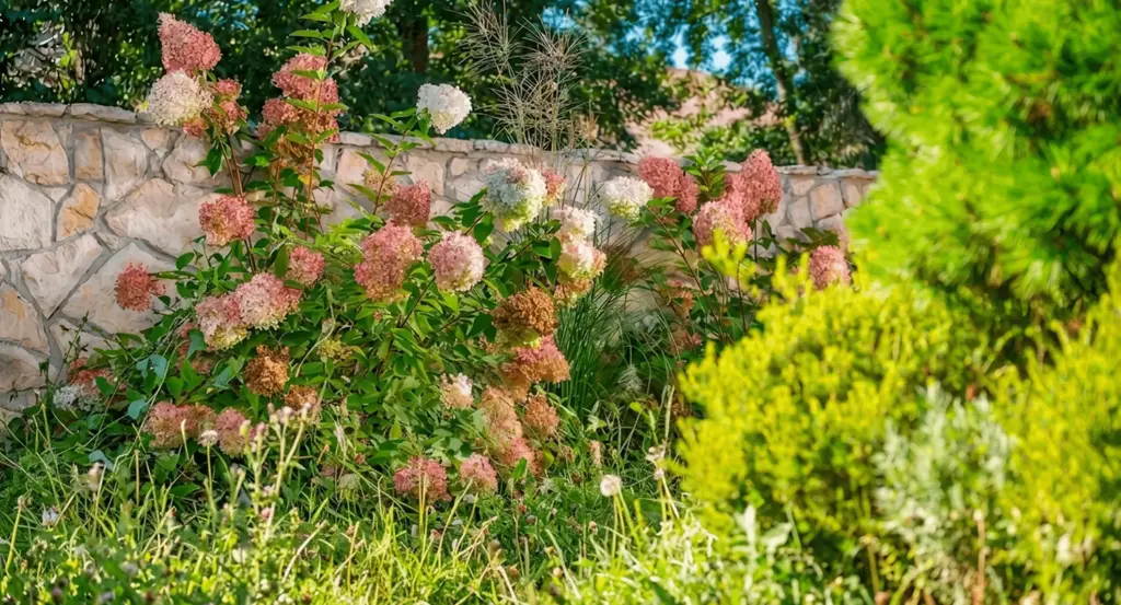 Hydrangeas over a stone wall, before