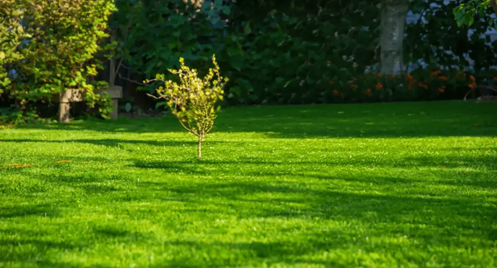 An even lawn around a young tree, after