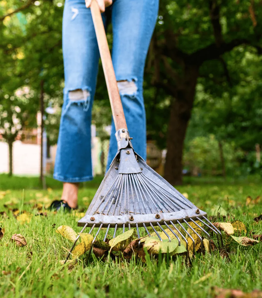 Raking fallen leaves off the lawn