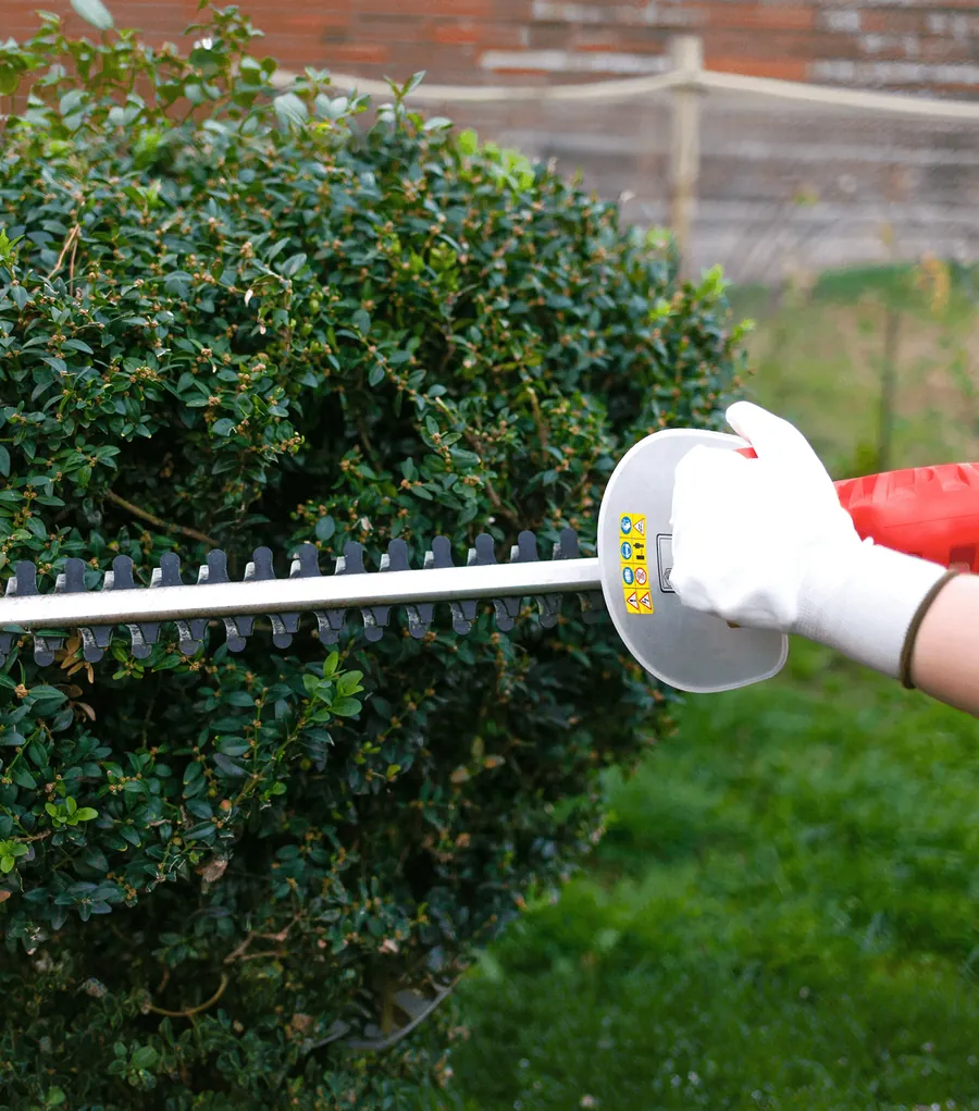 Hedge trimmer shaping a round shrub