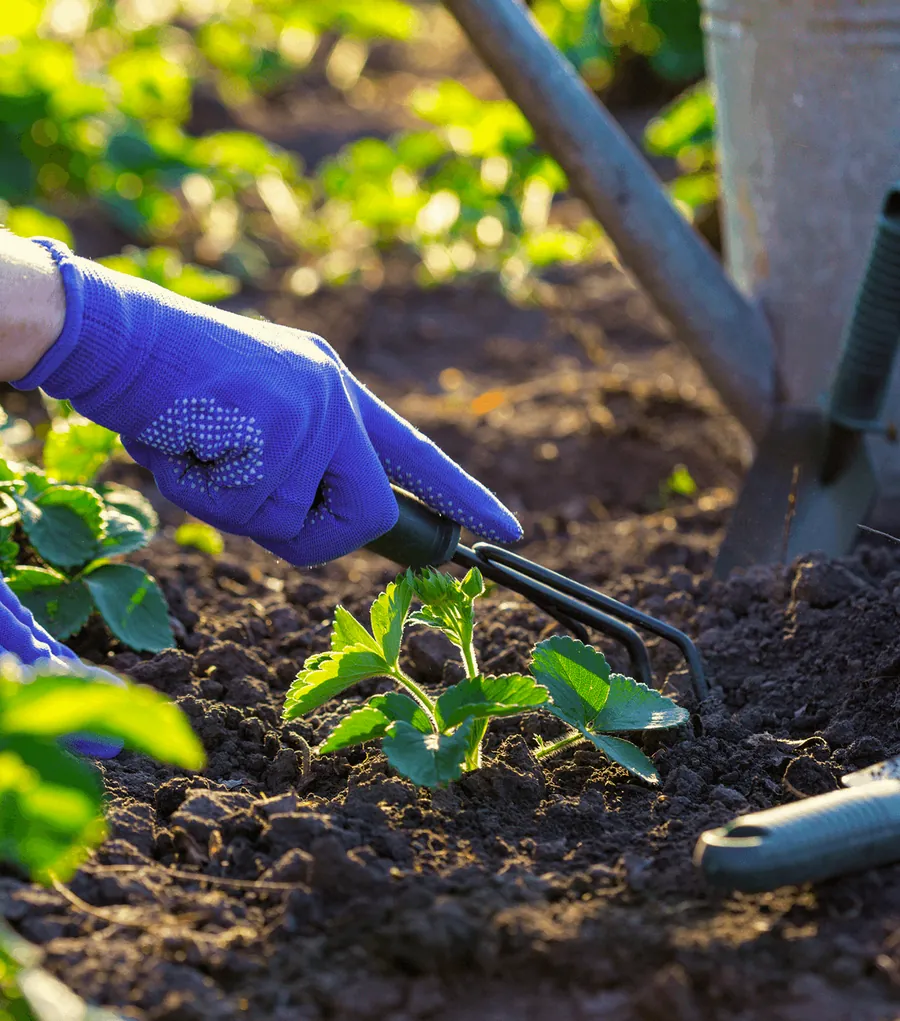 Gloved hands planting seedlings in fresh soil