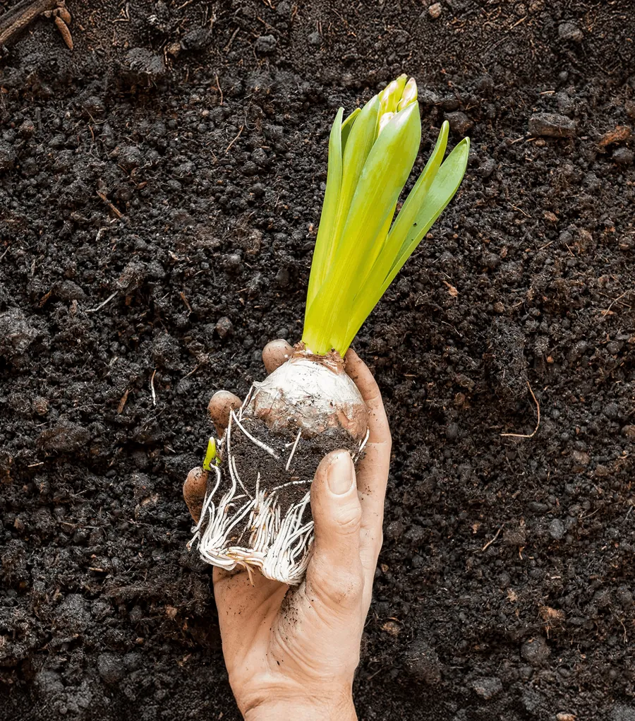 A hand holding a sprouting bulb over dark soil