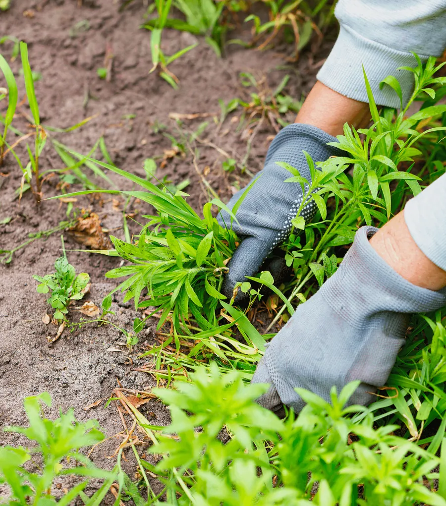 Gloved hands pulling weeds from a bed