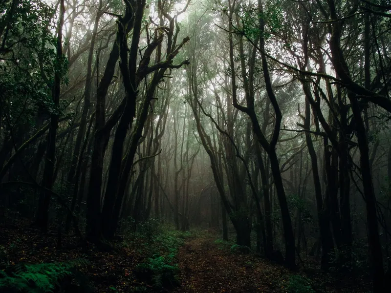 A dark forest path in the mist