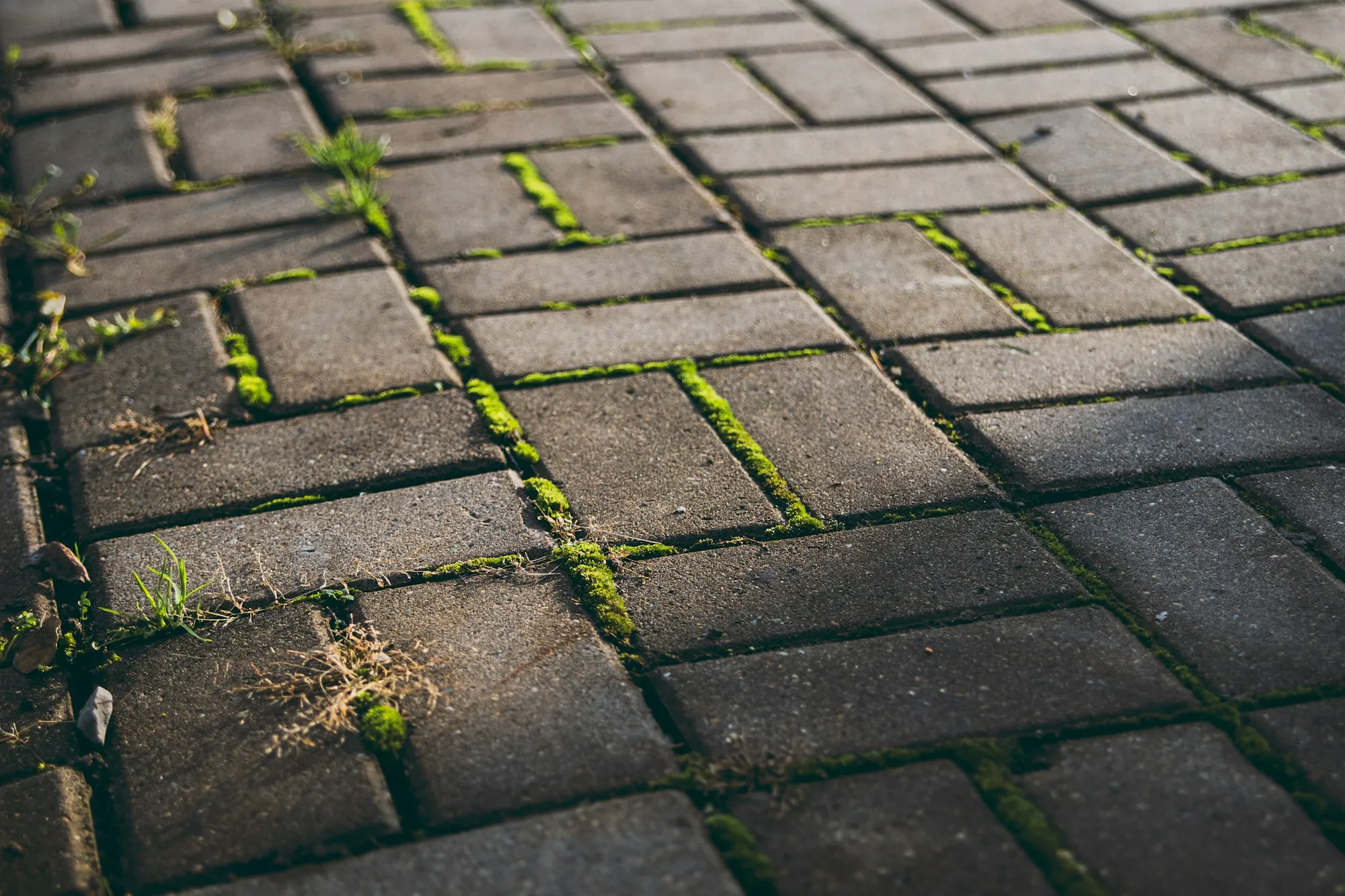Weathered pavers with moss before cleaning